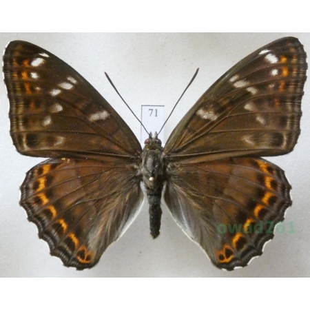 Limenitis populi f. tremulae Esper, 1798 Pokłonnik osinowiec Czech71